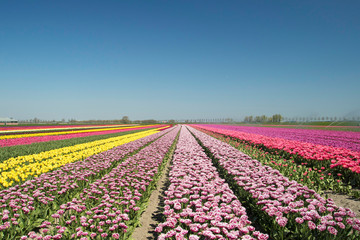 Countless single beautifully colored tulip landscape with rows of tulips up to the horizon with a cloudless sky