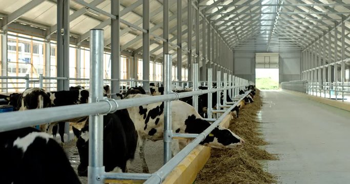 Herd of Holstein dairy cows feeding in a large modern barn or shed from a trough with automated feeder in a long receding row. RAW video record.