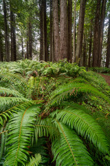 Tall redwood tree forest canopy.  .