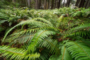 Tall redwood tree forest canopy.  .