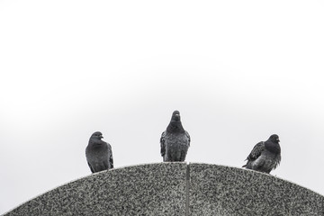 Fototapeta na wymiar 3 wet pigeons doves on a stone rainy day