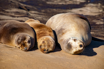 Smiling, Sleeping Sea Lions