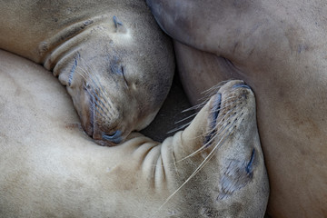 Sea Lions in Relaxed Repose