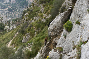 Herd of Majorca goats on steep cliff