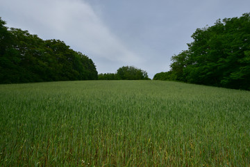 Green wheat field on the slope