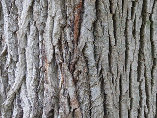 Albero