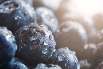 Beautiful natural background. Summer, spring concepts. Ripe and juicy fresh picked blueberries close-up in the gentle rays of the warm sun. Copy space. Template for design. Soft focus. Macro shot