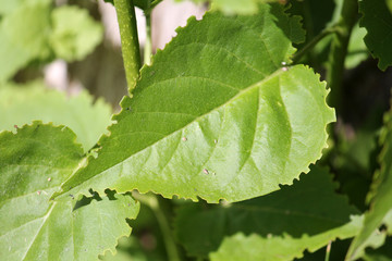 Green lilac leaf eaten by weevil. Weevil feeding damage on foliage of Syringa vulgaris