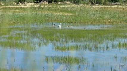 Höckerschwan (Cygnus olor) mit Küken auf dem Wasser