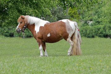 Shetland Pony auf der Wiese
