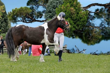 Shetland Pony auf der Wiese