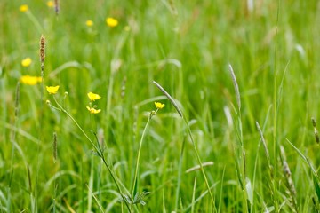Gras Halme mit Blüten und gelben Blüten