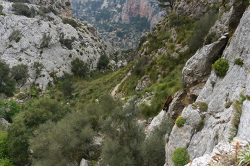 Herd of Majorca goats on steep cliff