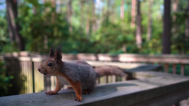 Squirrel at rhododendron park Alppiruusupuisto at Helsinki Finland, squirrel is moving and looking at the camera. Shallow depth of field, gimbal