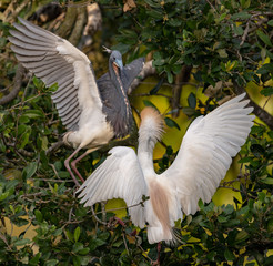 Tricolored Heron and cattle egret fighting 