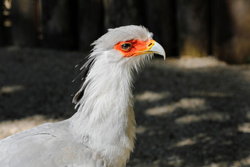 Der Sekretär Greifvogel tötet mit Fuß
