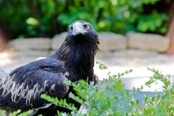 Steinadler ruht sich aus, Aquila chrysaetos