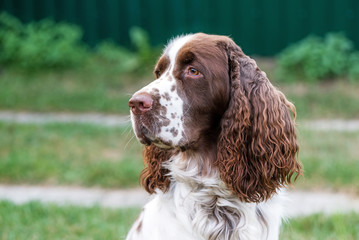 Dog breed English Springer Spaniel walking in autumn forest Cute pet sits in nature outdoors.