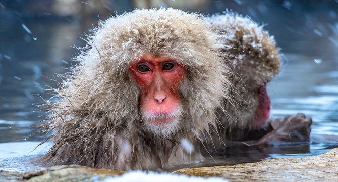 Japanese macaque or snow Japanese monkey with onsen at snow monkey park or Jigokudani Yaen-Koen in Nagano, Japan during the winter season