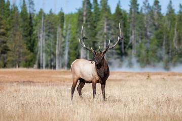 Naklejka na ściany i meble Elk in Yellowstone National Park