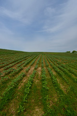 Fototapeta na wymiar Green sunflower field on the slope