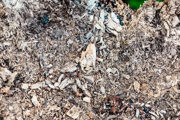 Sliver Texture on a rotting stump. Texture of wood shavings.