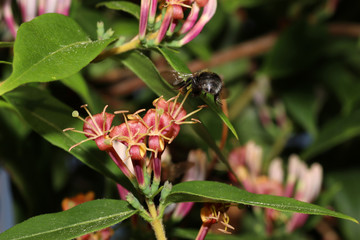 Bumblebee collecting nectar on flowers in a german garden
