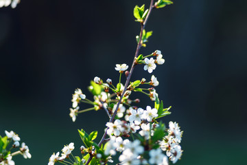 Beautiful spring natural background. Branches of flowering apricot macro in the sun. Soft focus. Summer, spring concepts. Copy space. Template for design
