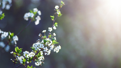 Beautiful spring natural background. Branches of flowering apricot macro in the sun. Soft focus. Summer, spring concepts. Copy space. Template for design