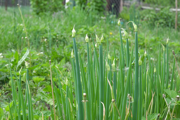 Green onions in the garden