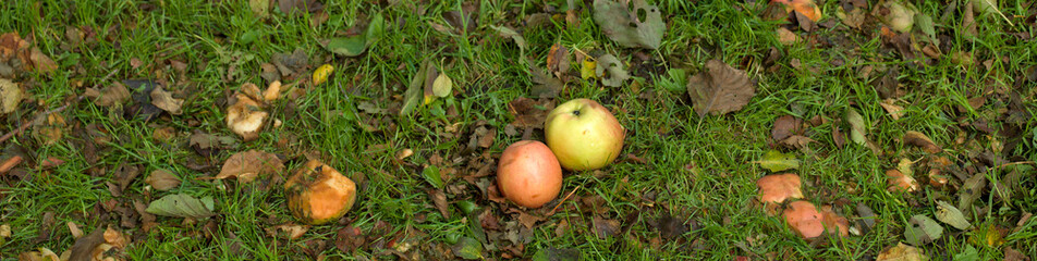 Fall. Apples panorama
