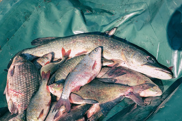 Many river fish. Freshwater fish - Carp, roach, Rudd, pike , bream