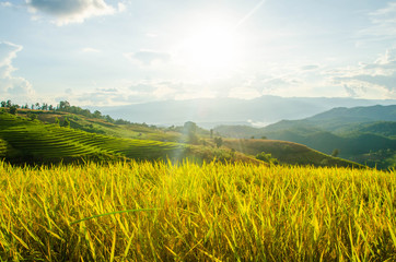 Landscape of gold rice fields. Soft focus of rice farm landscape with sunset.