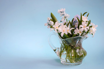Bouquet of white flowers Chionodoxa in a glass vase on a blue background