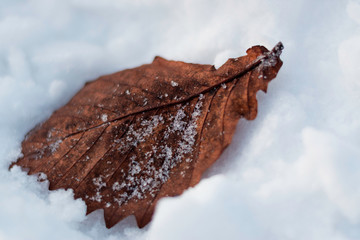 leaf in the snow
