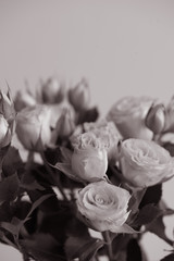 Close up contrast white roses bouquet on light background. Monohrome photo.