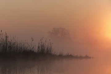Foggy morning on the lake. Orange backlight.
