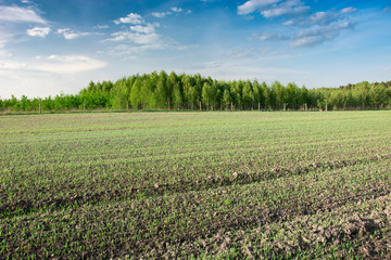 Fototapeta na wymiar Young wheat on field, forest on horizon and clouds on blue sky