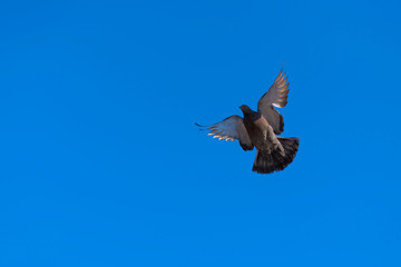 dove