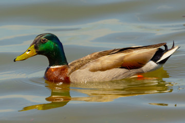 Male mallard 
