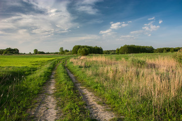 Fototapeta na wymiar Dirt road through green meadows and fields