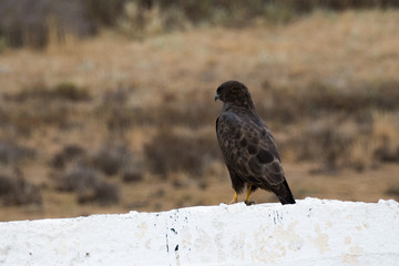 predatory bird