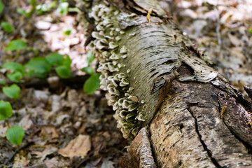 White Fungi