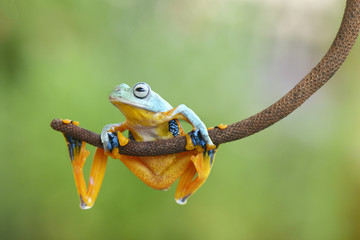 Frog pose ready to jump