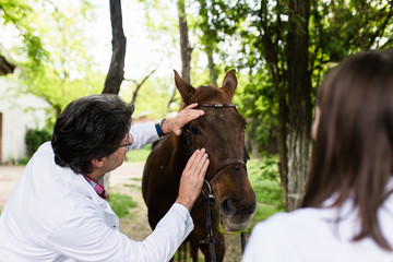 Male and female veterinarians examining horse.