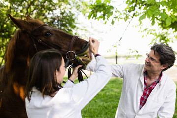 Male and female veterinarians examining horse.