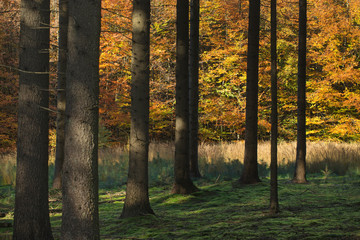 Fall in the forest. Trees and leaves. Fall colors Netherlands