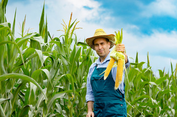 Middle age Farmer hold fresh organic corn cobs in his hands. Harvest care concept