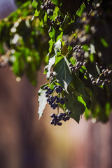 Green ivy with fruit hanging over the fence in spring light