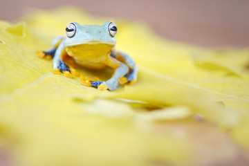 Blue flying frog stay on yellow leaf